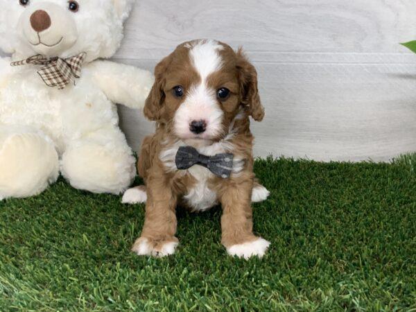 Colton Puppy for Sale