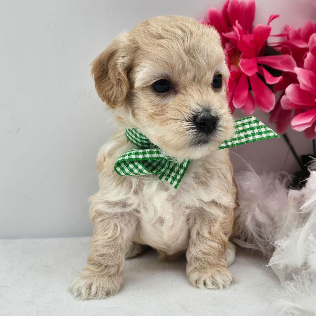 Remi Puppy for Sale