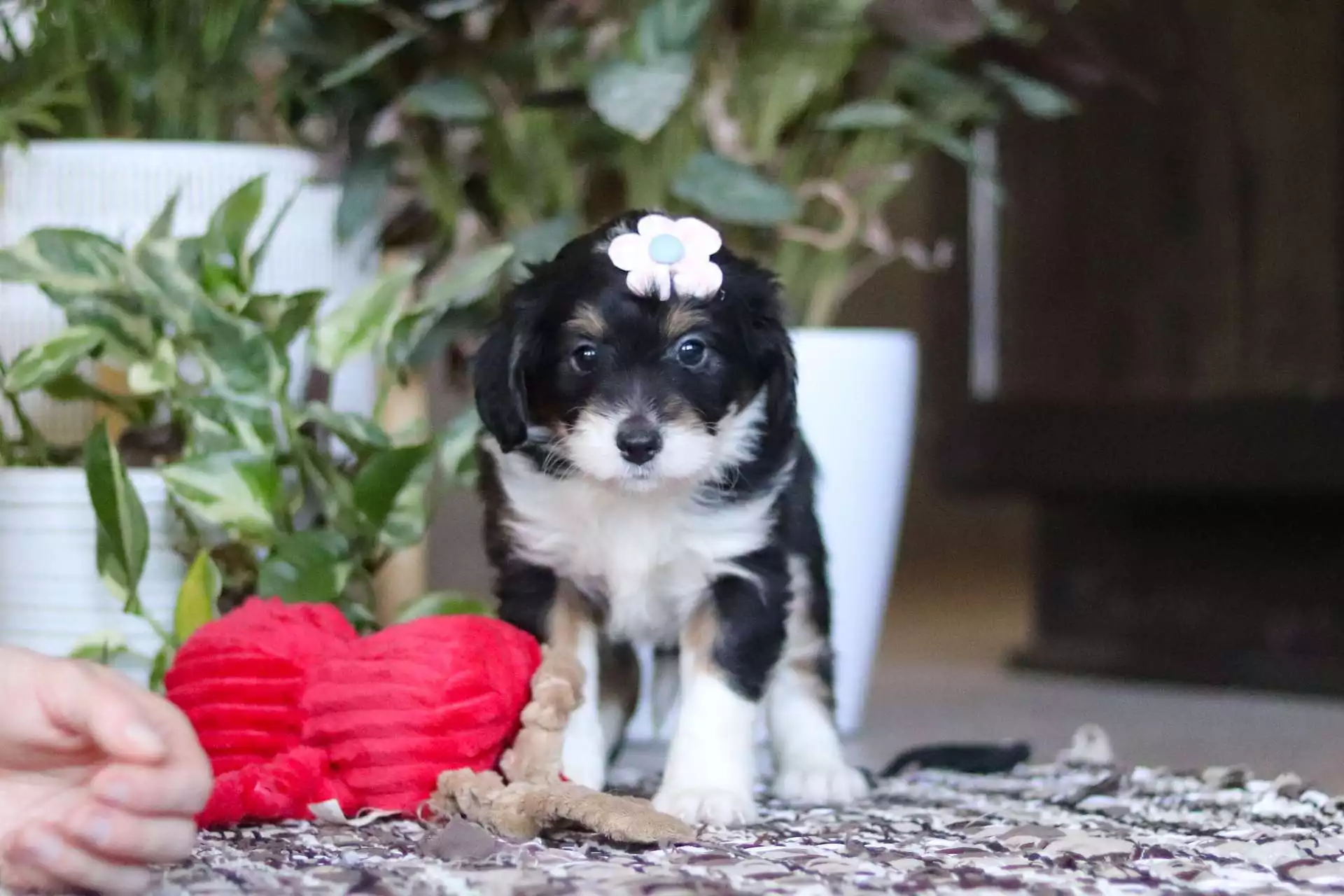Gina Puppy for Sale