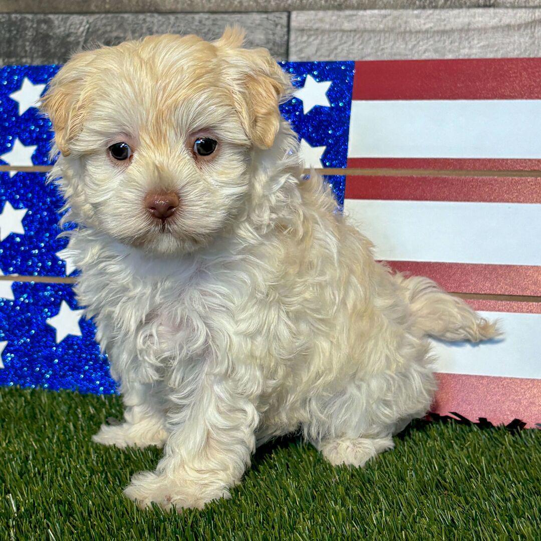 Mia Puppy for Sale
