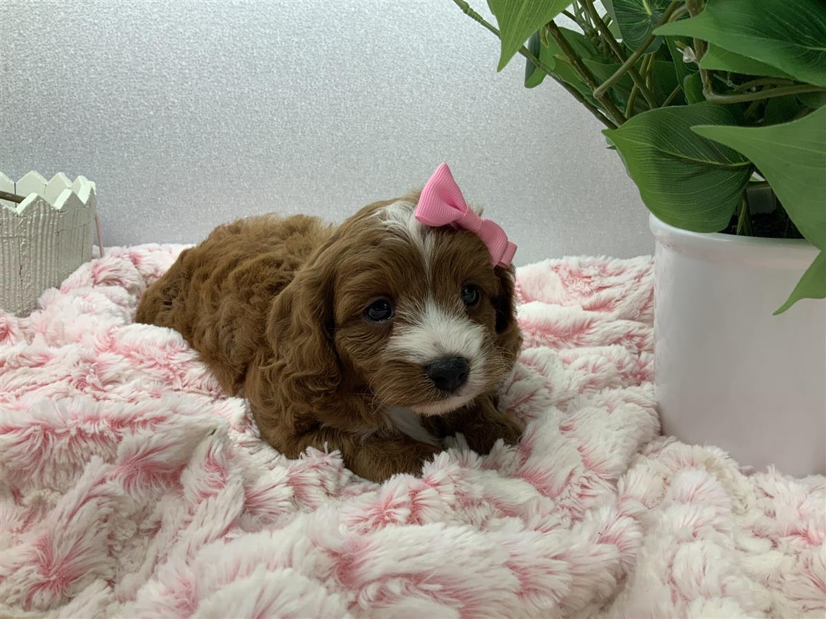 Kiki Puppy for Sale