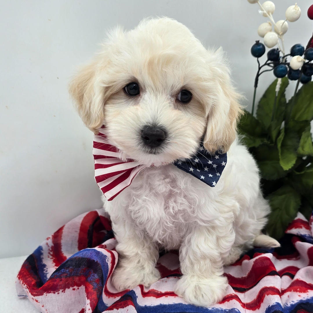 Jarvis Puppy for Sale