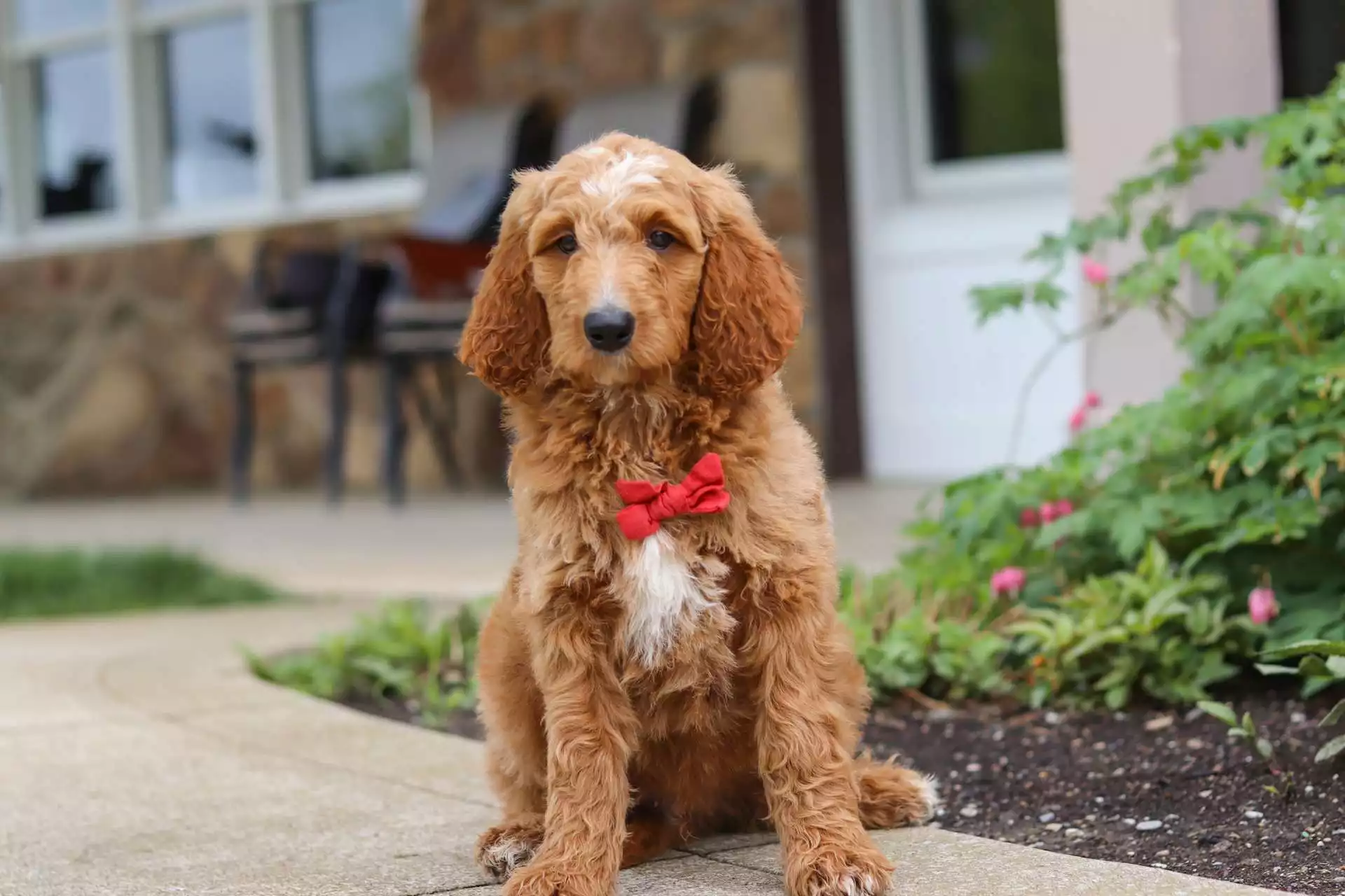 Jeremiah Puppy for Sale