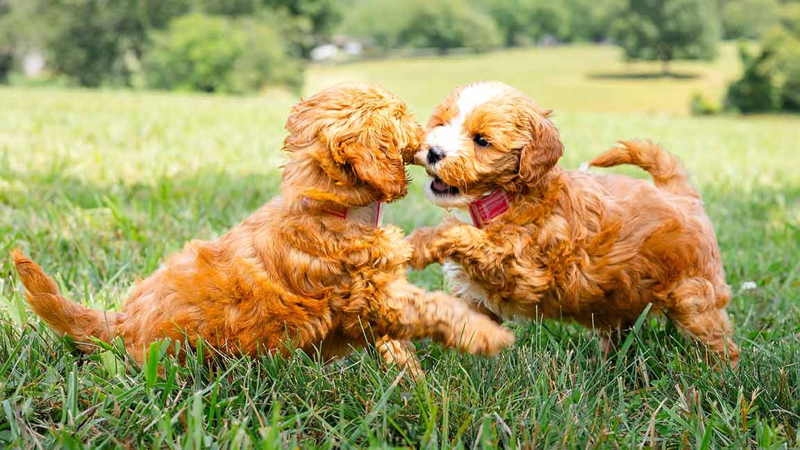 Goldendoodle Grooming Guide Puppy Blog