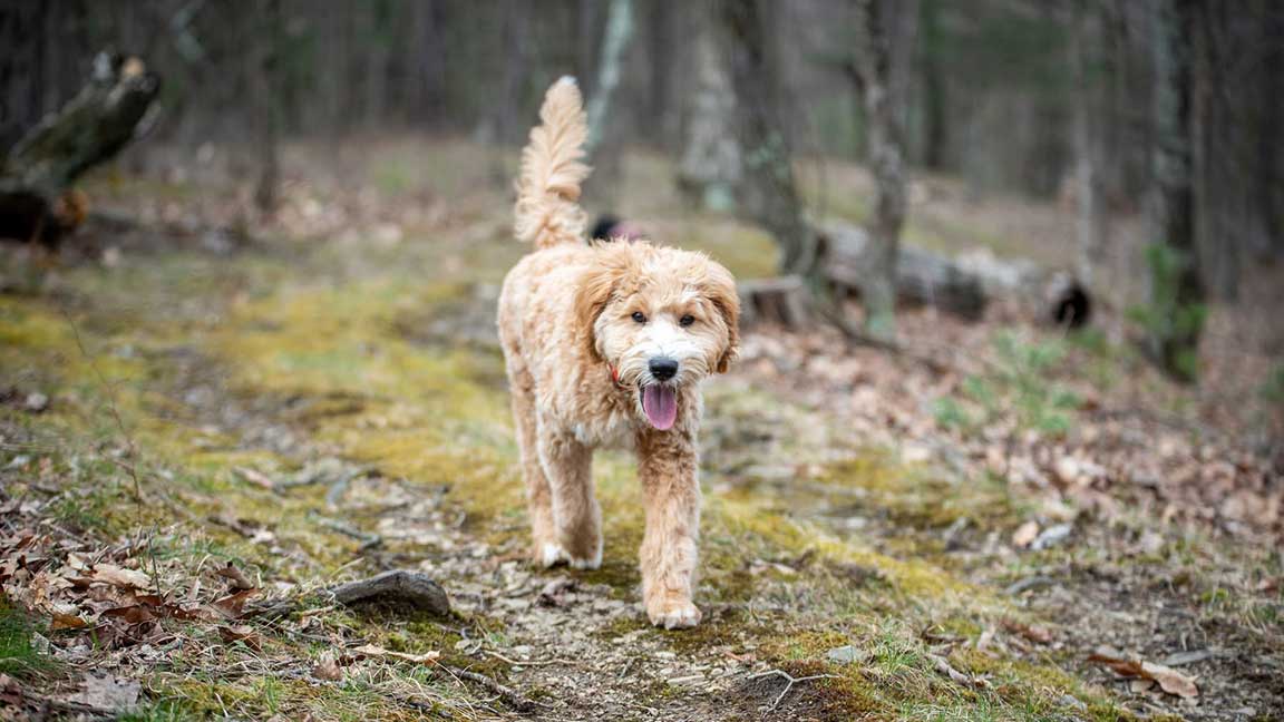 Goldendoodle Size and Weight Guide Puppy Blog