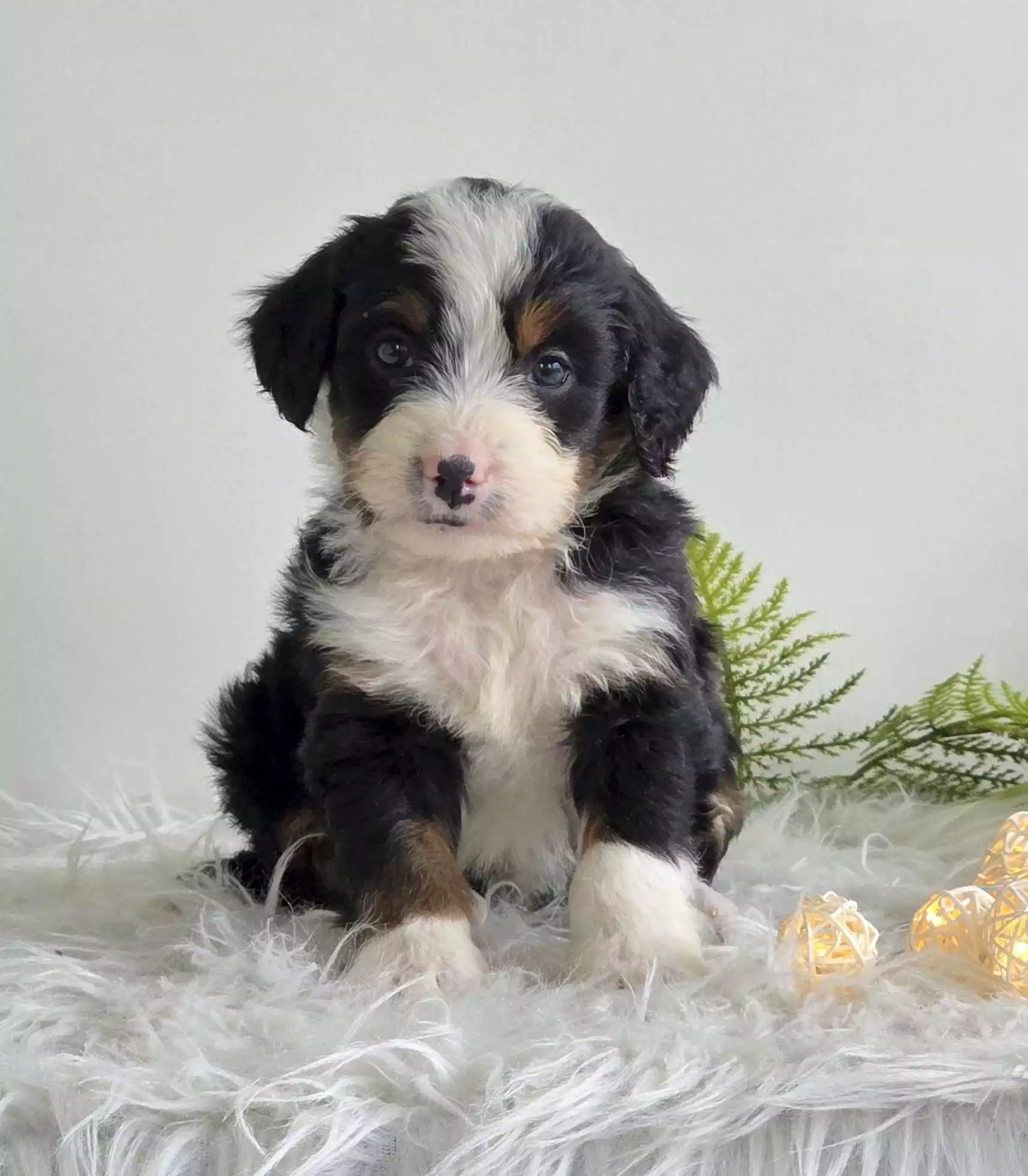 Hector Puppy for Sale