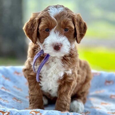 Goldendoodle Apartment Living Guide Puppy Blog