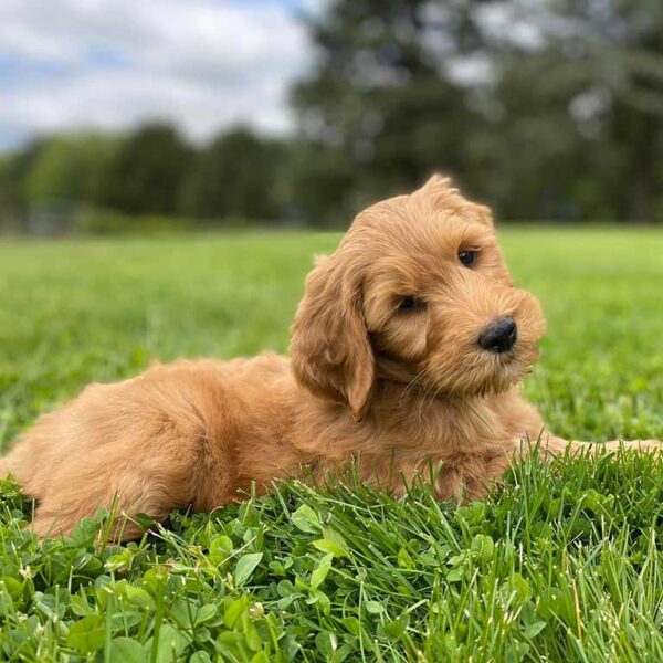 Goldendoodle Exercise Needs Guide Puppy Blog