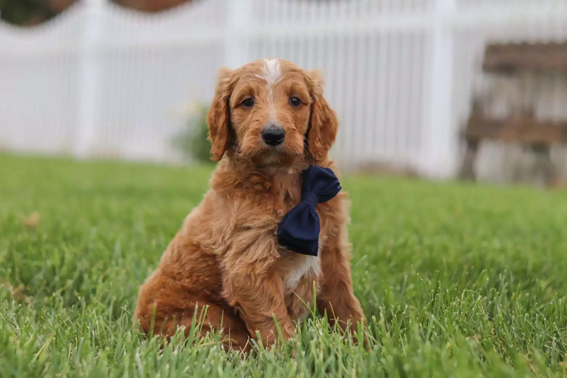 Puppy for Sale