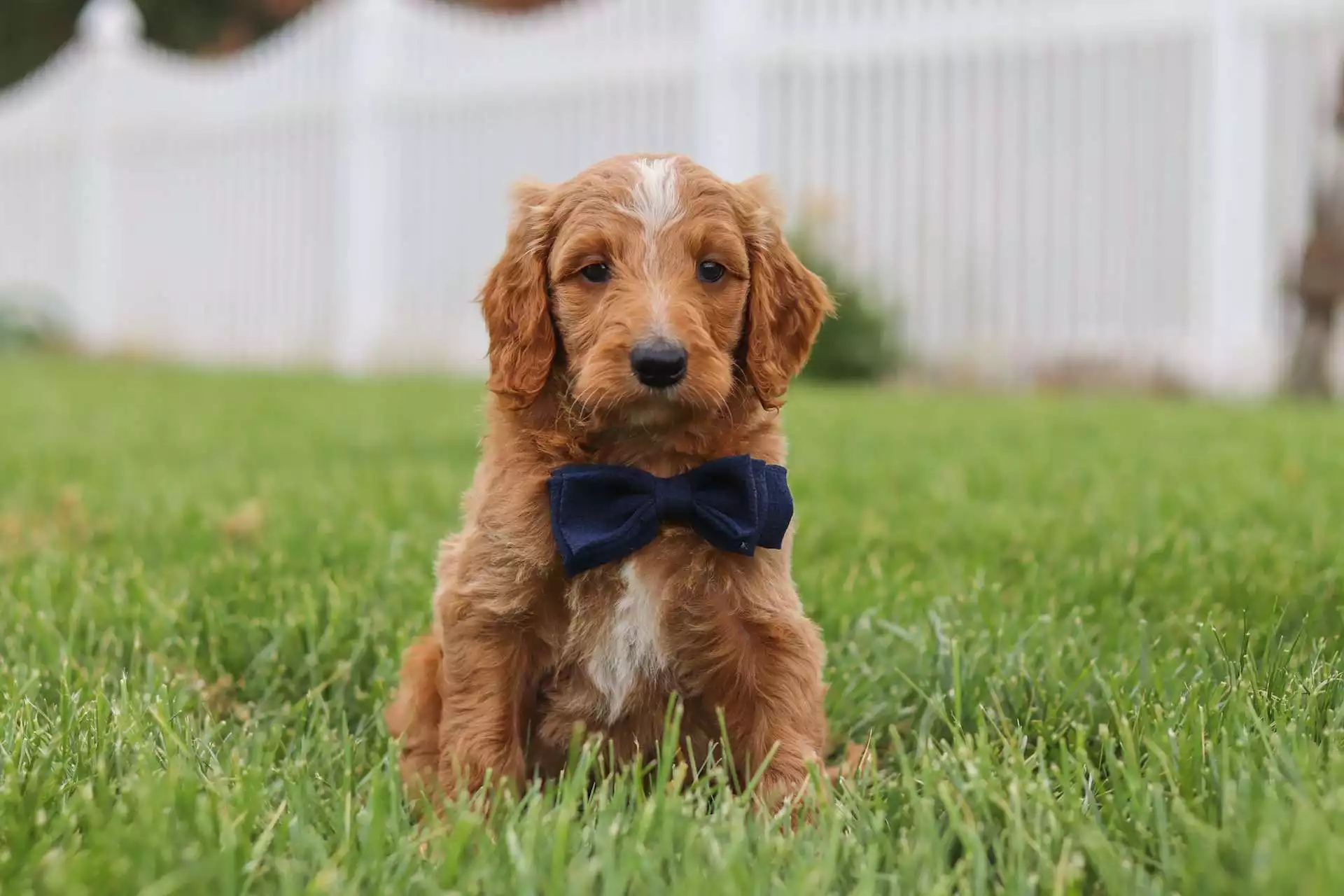 Puppy Image