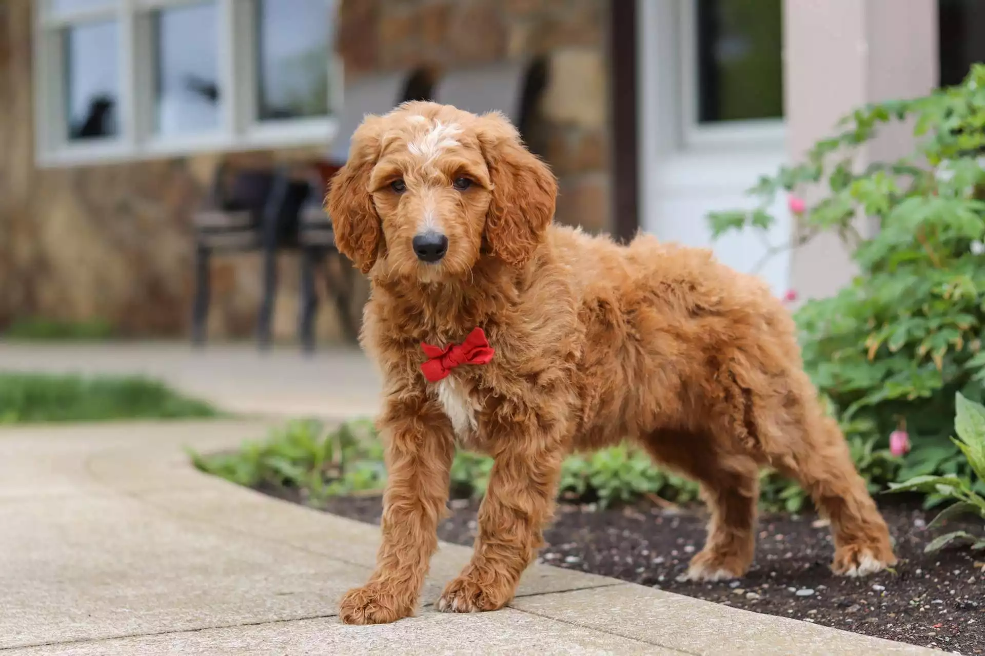 Puppy Image