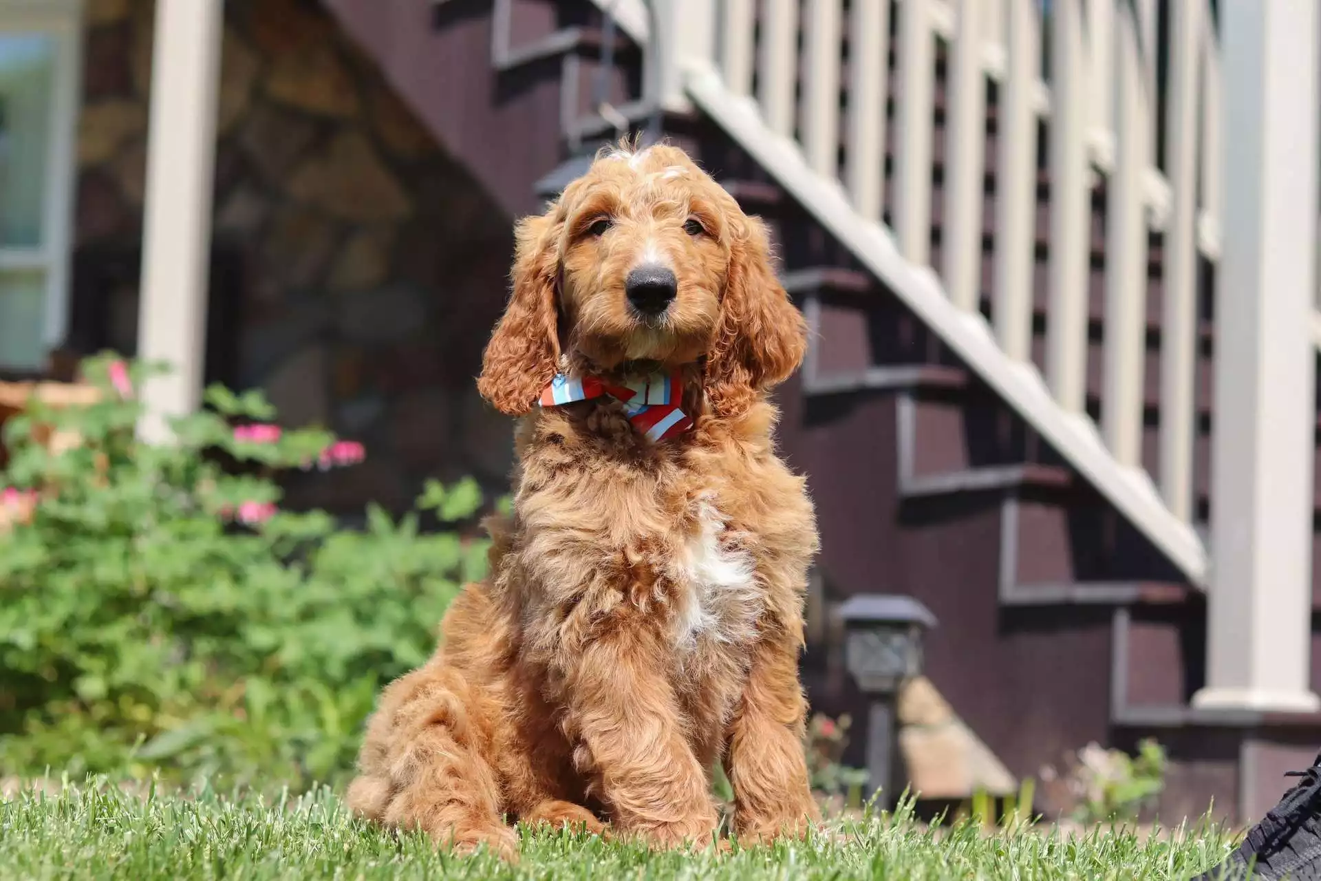 Puppy Image
