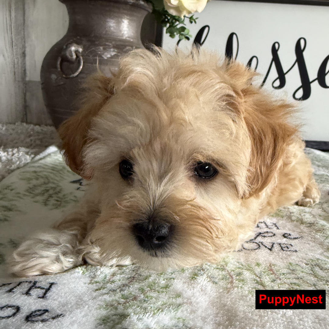 Puppy Image