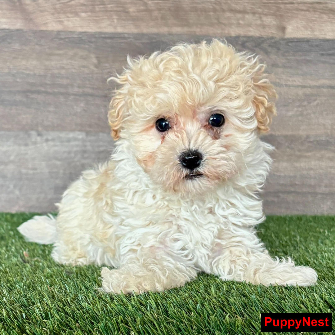 Puppy Image