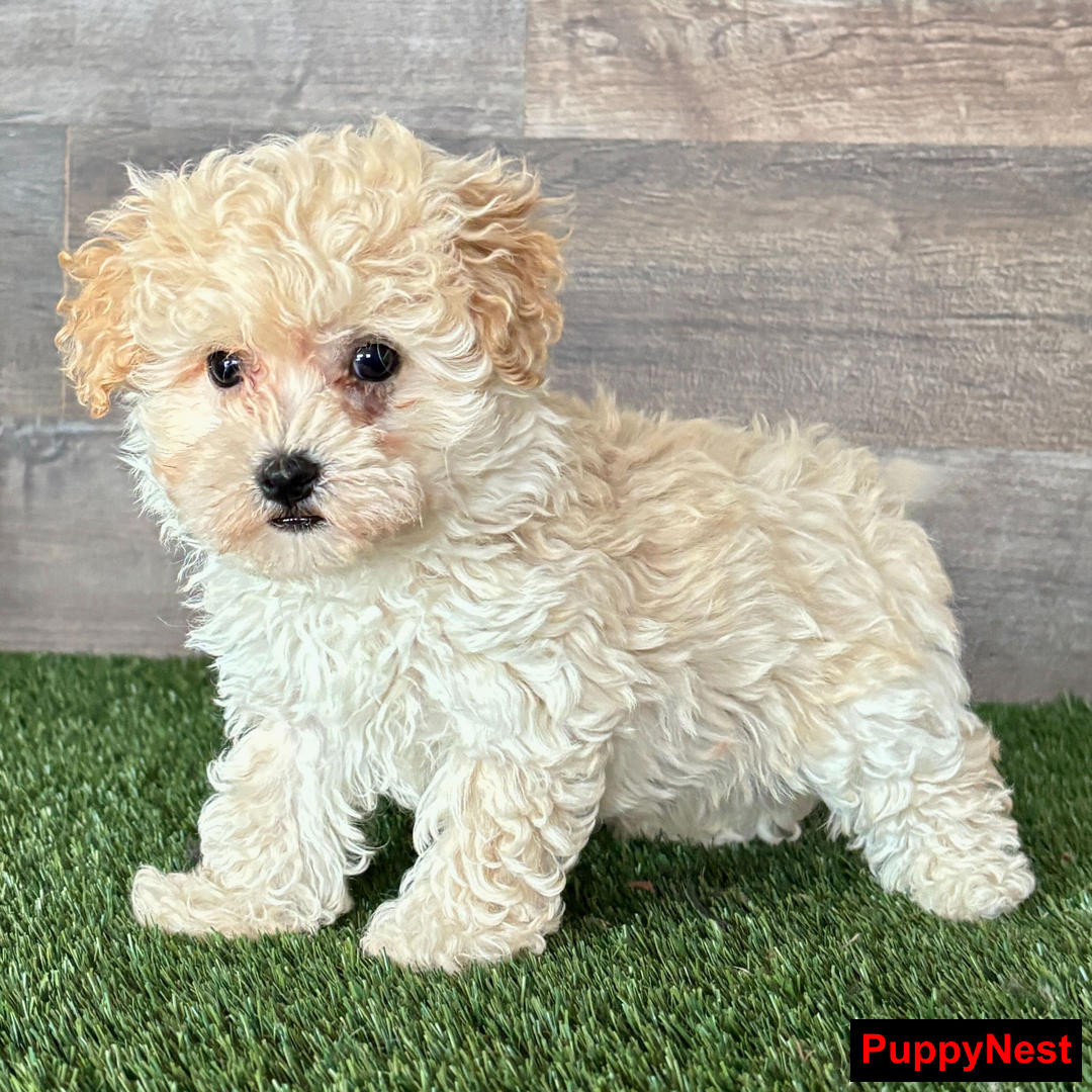 Puppy Image