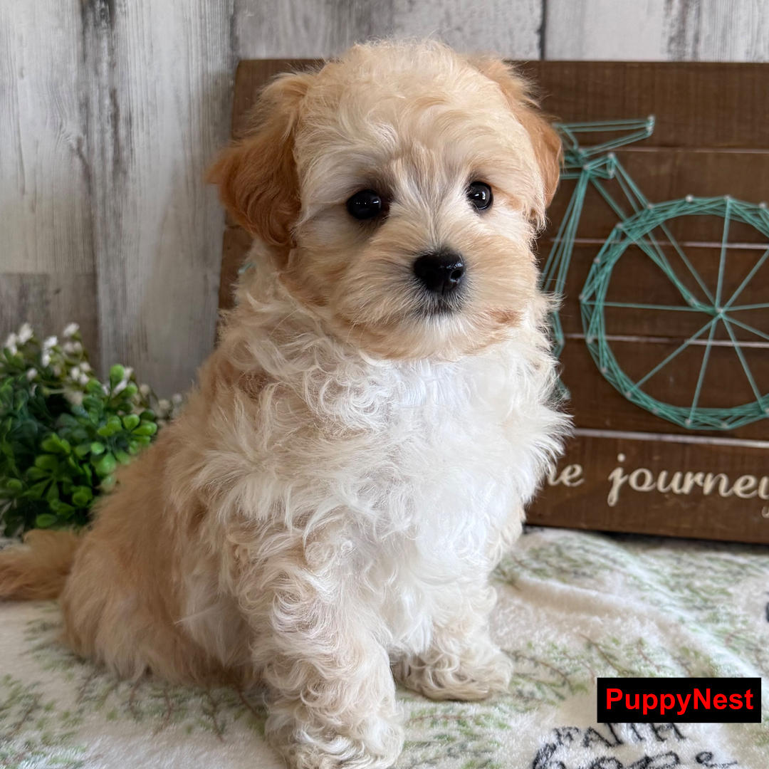Puppy Image