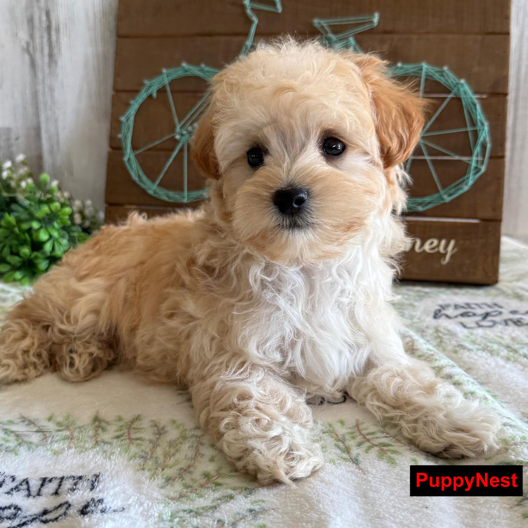 Puppy Image