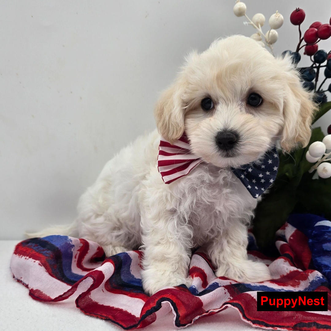 Puppy Image