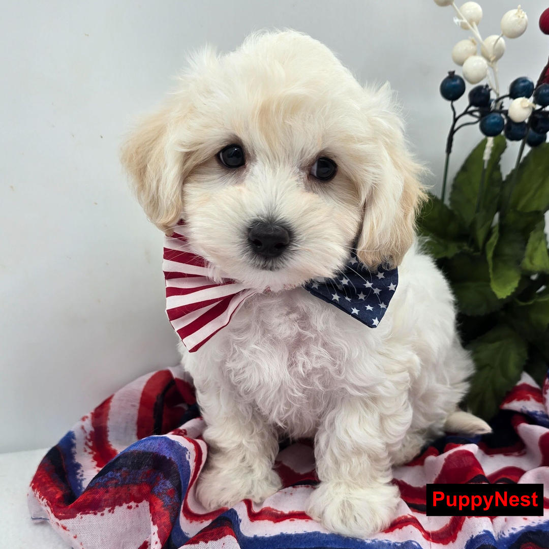 Puppy Image