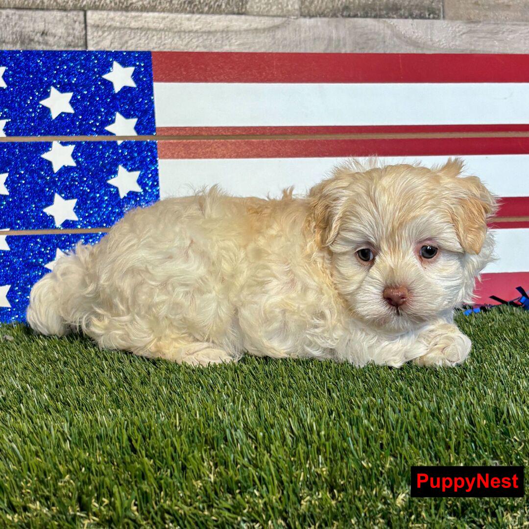 Puppy for Sale