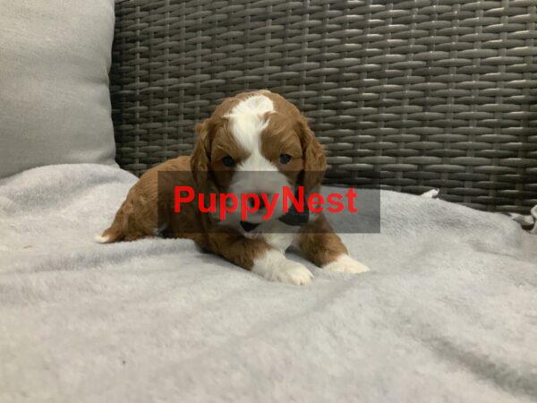 Puppy Thumbnail
