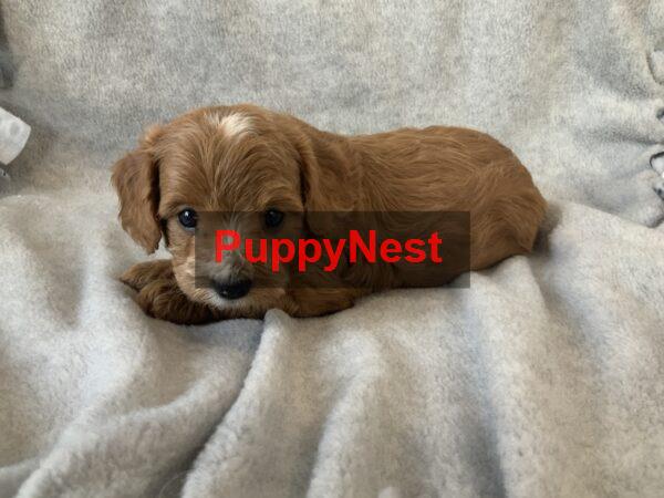 Puppy Thumbnail