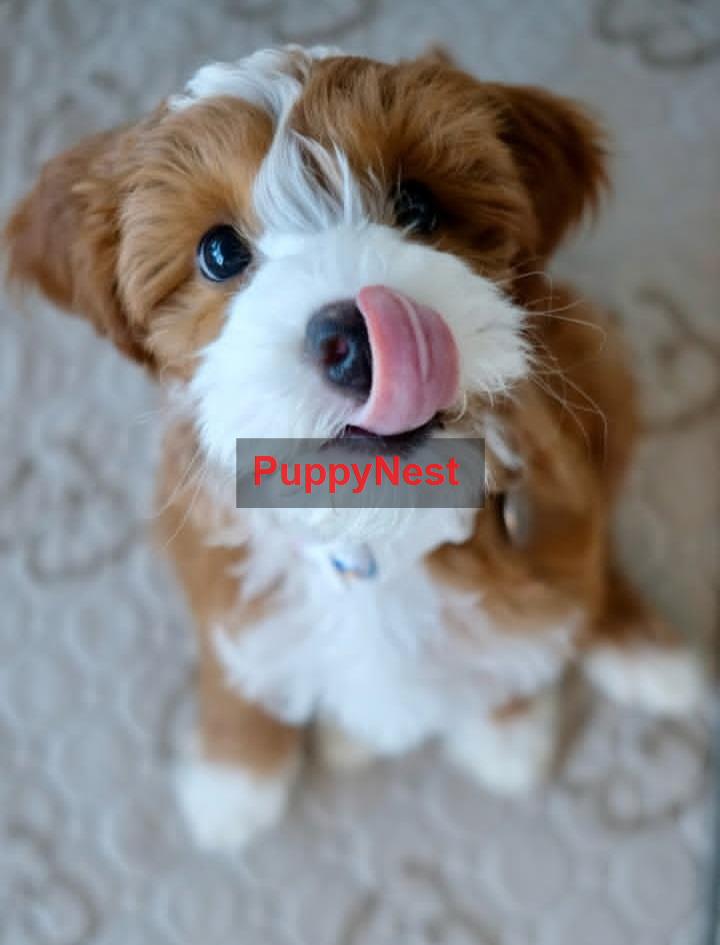 Selected Puppy