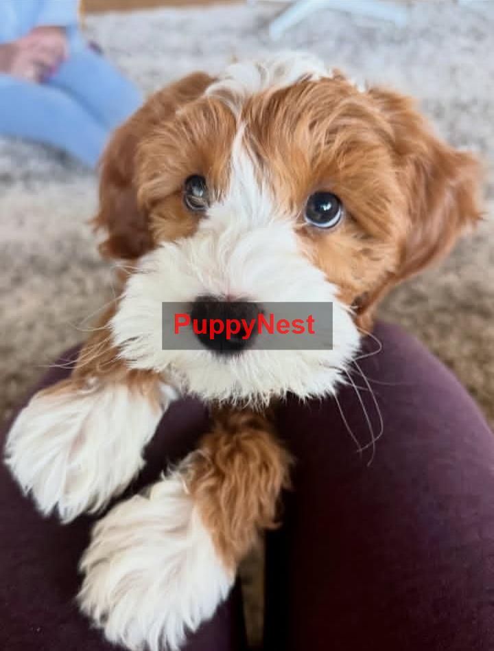 Puppy Thumbnail