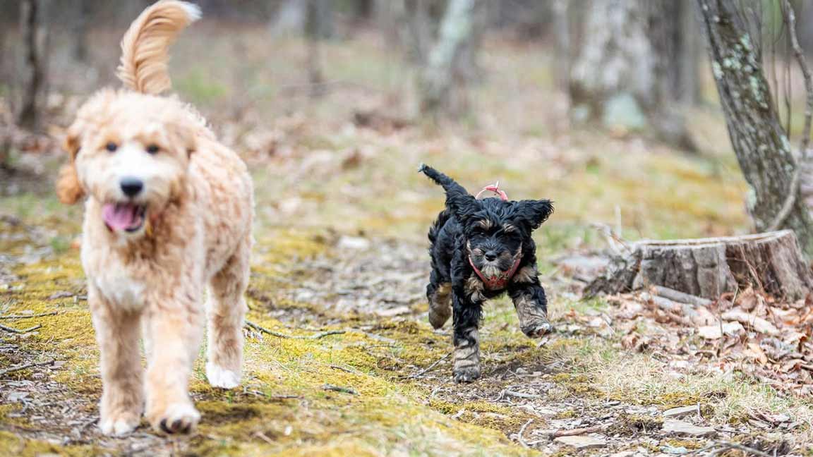 Merle Goldendoodle Color Guide Puppy Blog