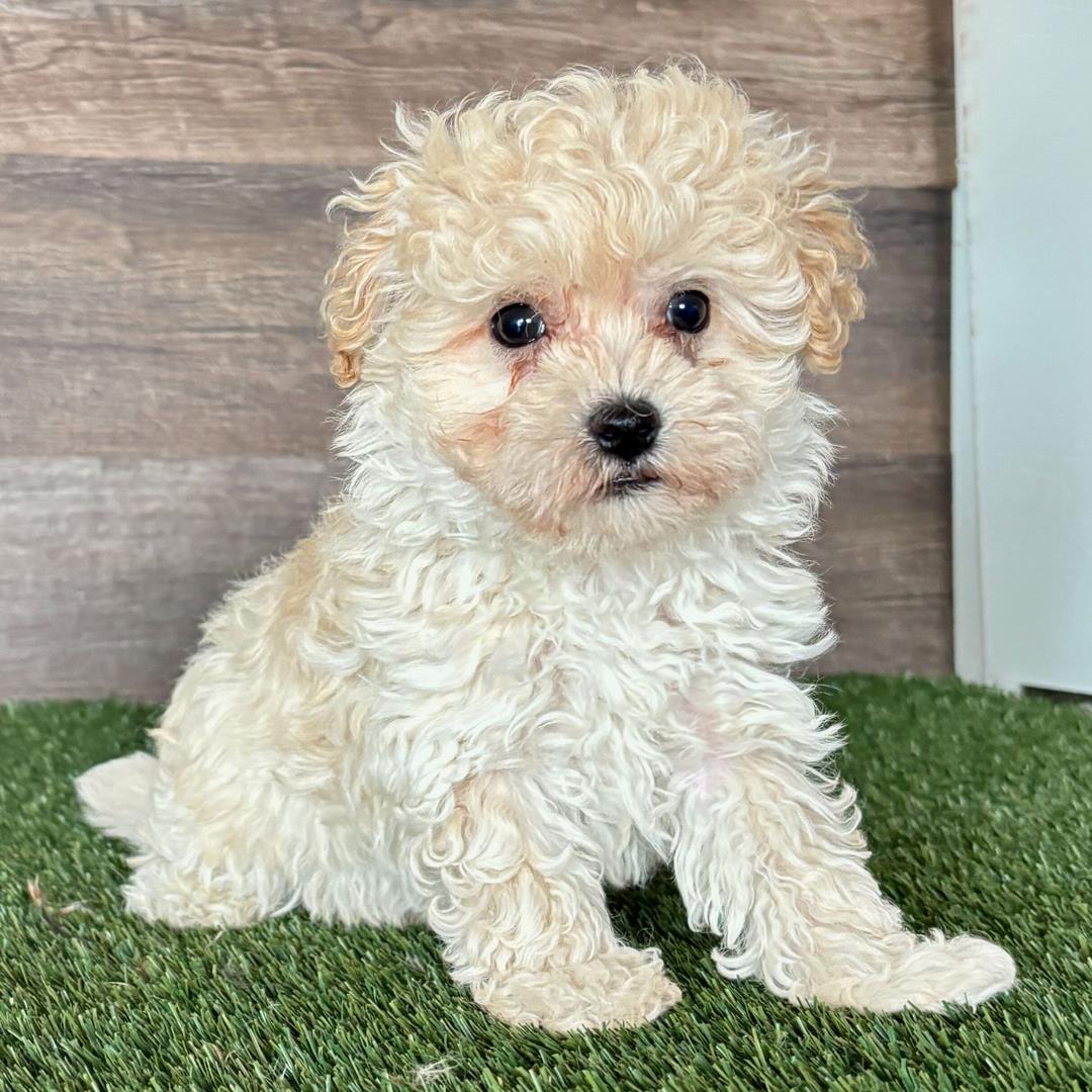 Myles Puppy for Sale