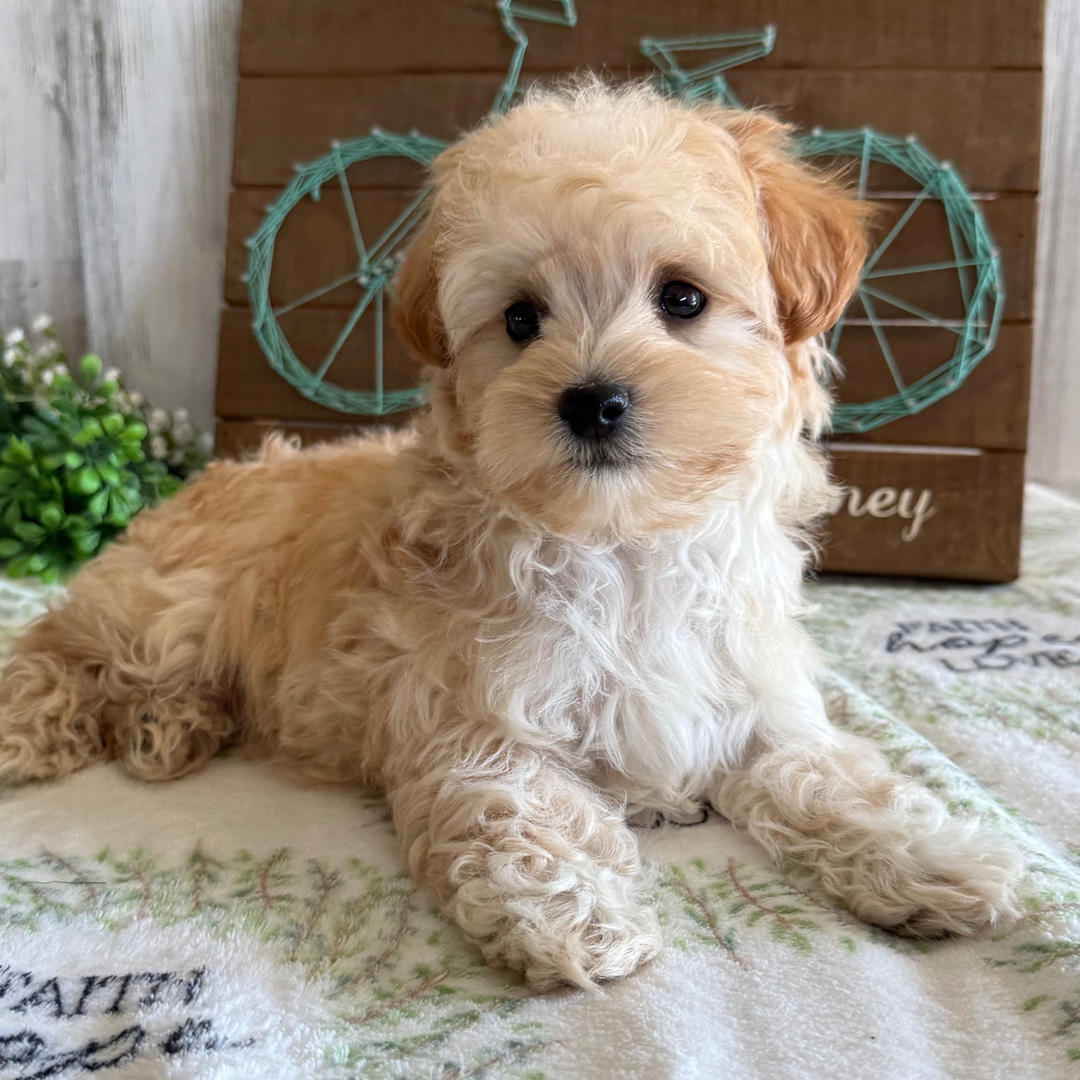 Buddy Puppy for Sale