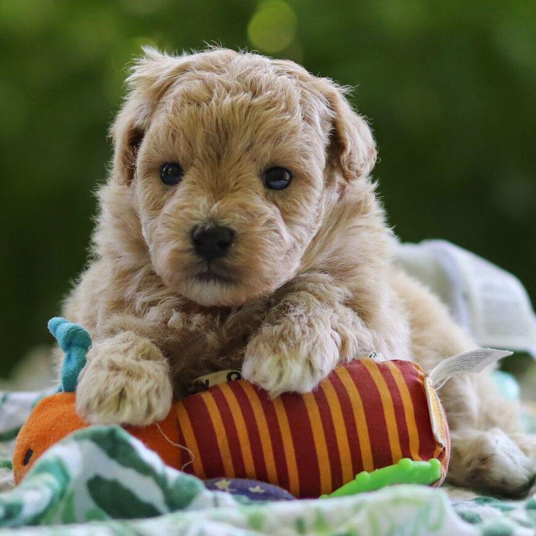Tessa Puppy for Sale