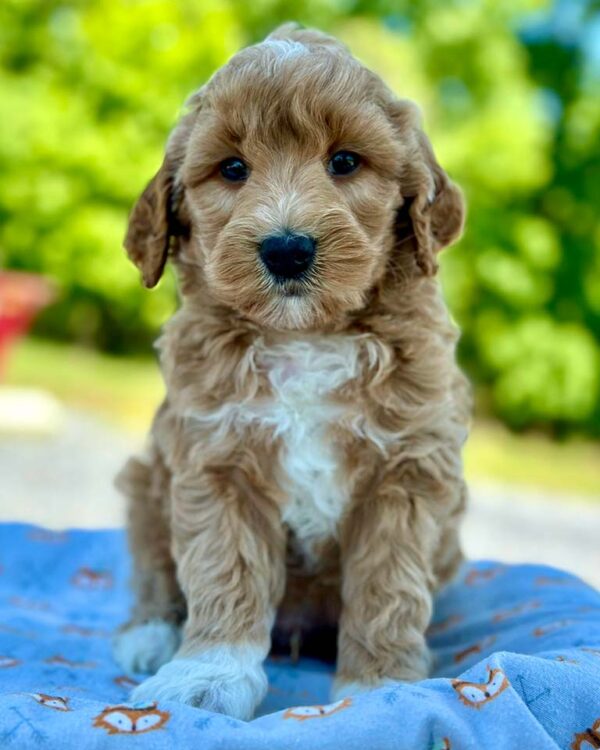 Goldendoodle Coat Types Explained Puppy Blog