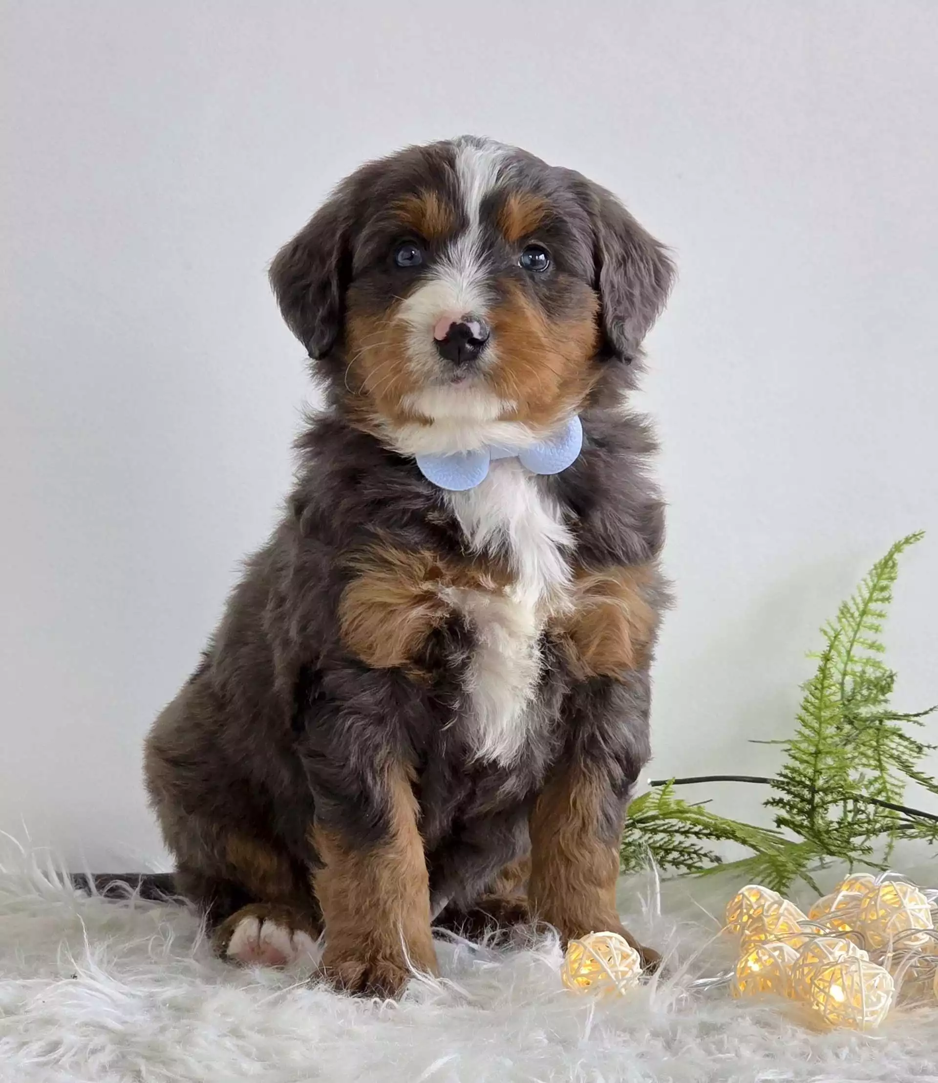 Hunter Puppy for Sale