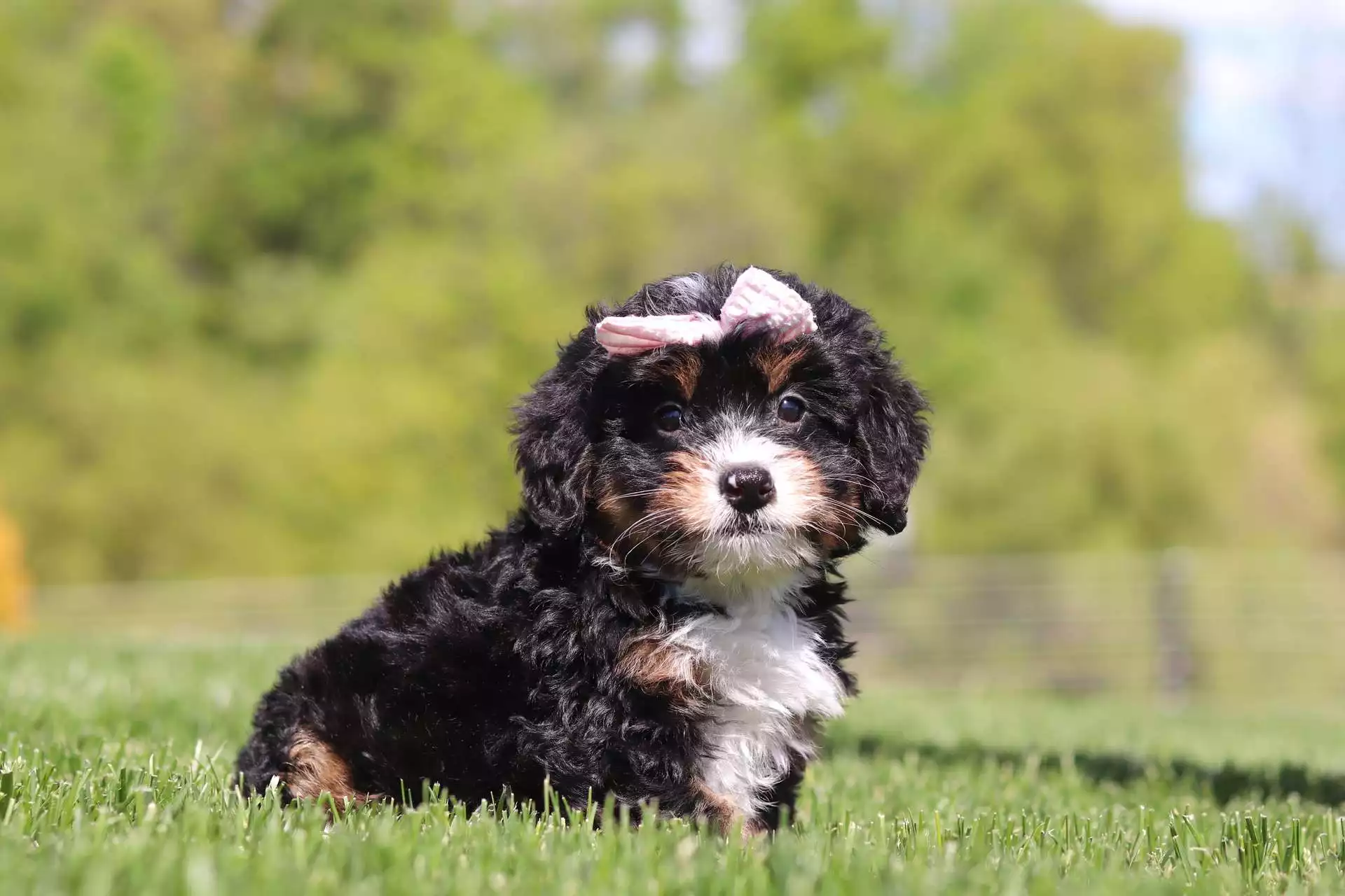 Olivia Puppy for Sale